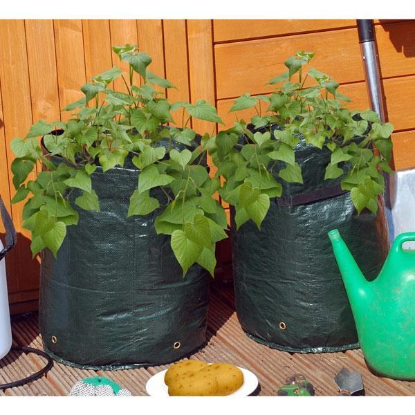 Aardappel Kweekzak Groen - Afbeelding 2