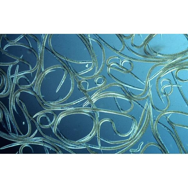 Aquanemix 1.25 V - Doseersproeier Voor Aaltjes - Afbeelding 3