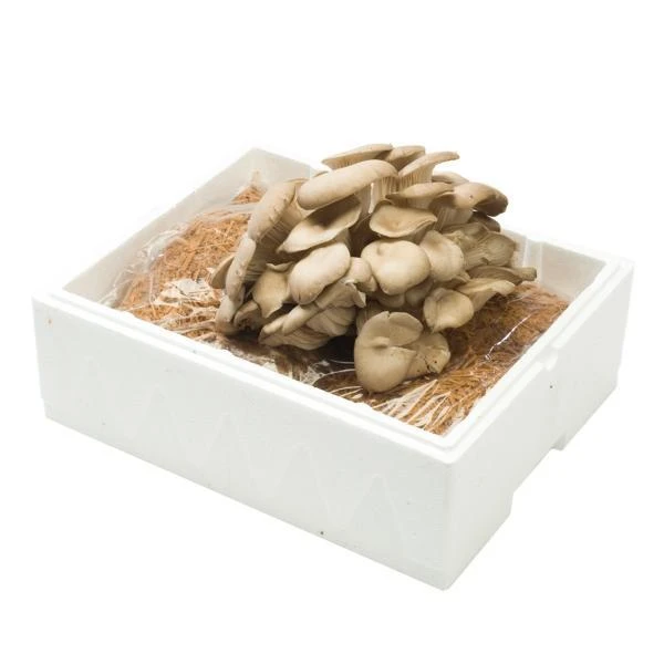 Kweekset Grijze Oesterzwammen 7,5 Liter - Afbeelding 2