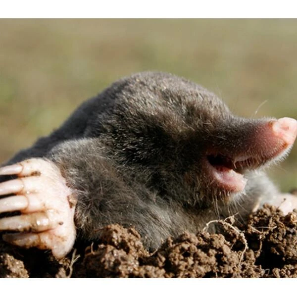 BSI Anti-mollengranulaat 600 G - Afbeelding 2